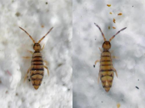 Entomobrya atrocincta